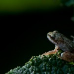 jeune grenouille rousse par serge jolivel photographe animalier en bretagne
