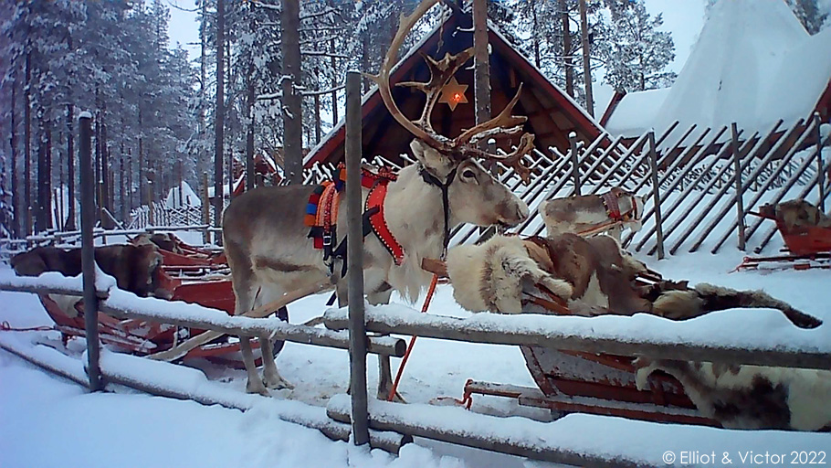 Les rennes du Père Noël Agfa Realikids