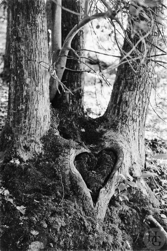 L'arbre coeur Stangalar Leica M6 Kentmere 400
